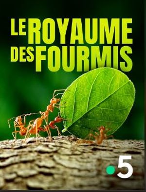 Le Royaume Des Fourmis