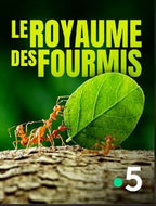 Le Royaume Des Fourmis