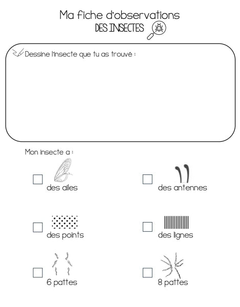 Guide Craft Galets D'Observation + Fiches Pédagogiques Insectes